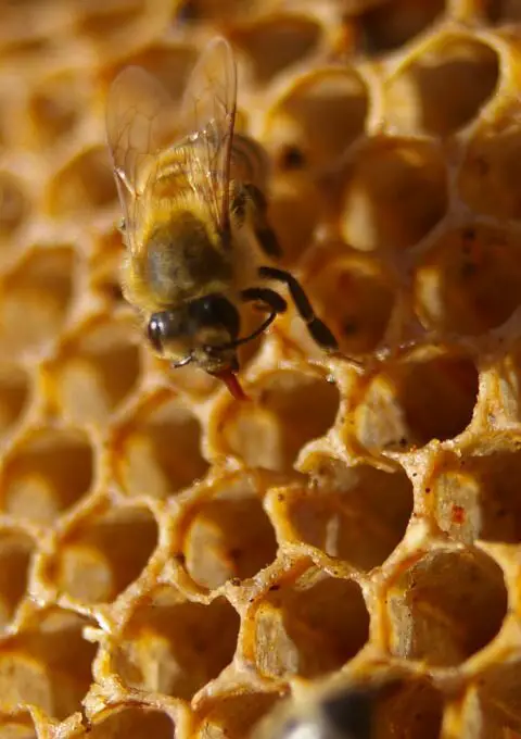 miel de brezo propiedades y contraindicaciones