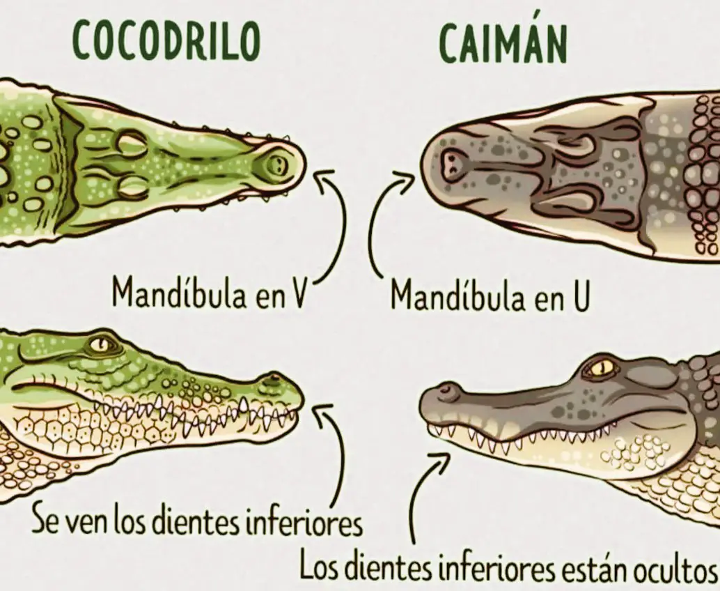 diferencia cocodrilo caiman