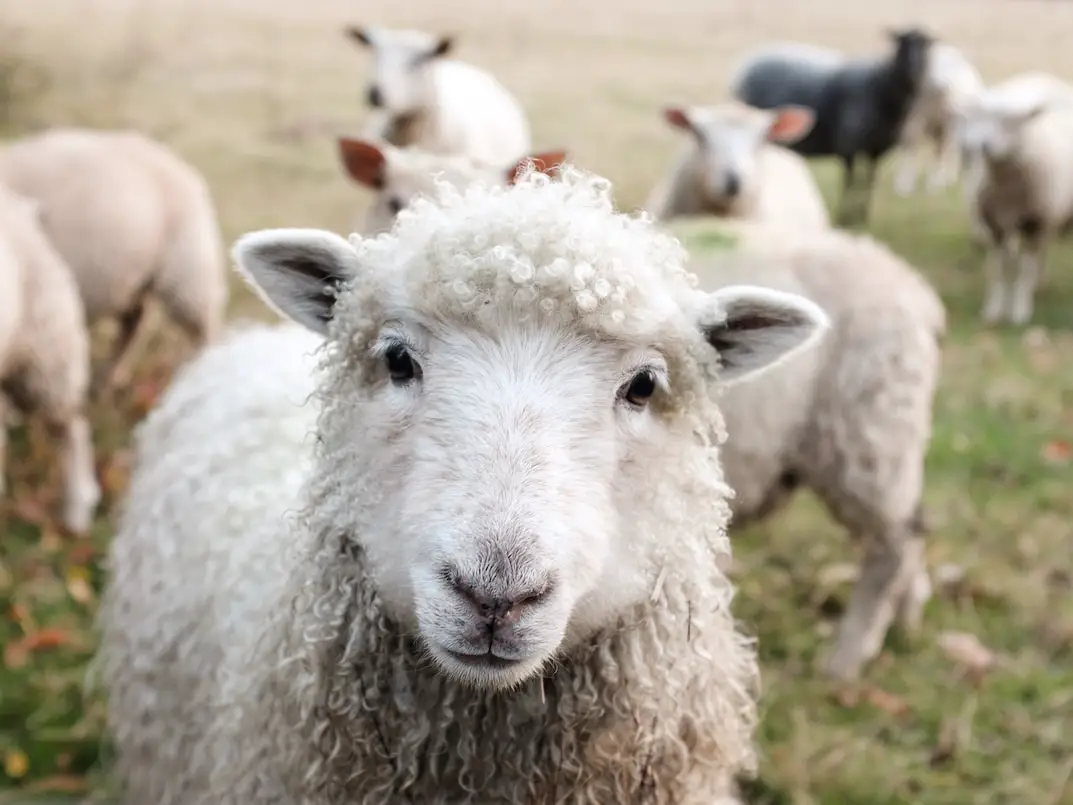 diferencia entre cordero y oveja