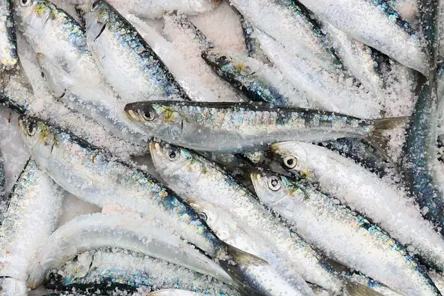 se pueden congelar las sardinas