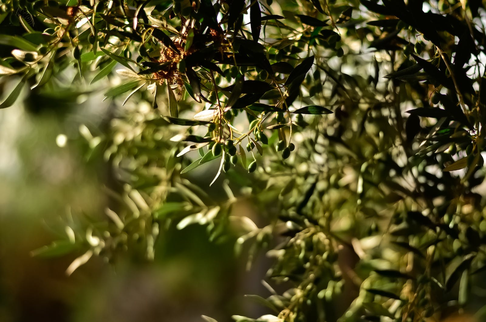 te de hojas de olivo