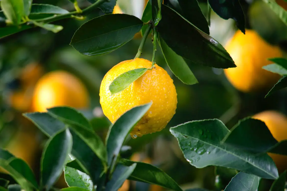 el limon es fruta o verdura